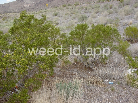 creosotebush